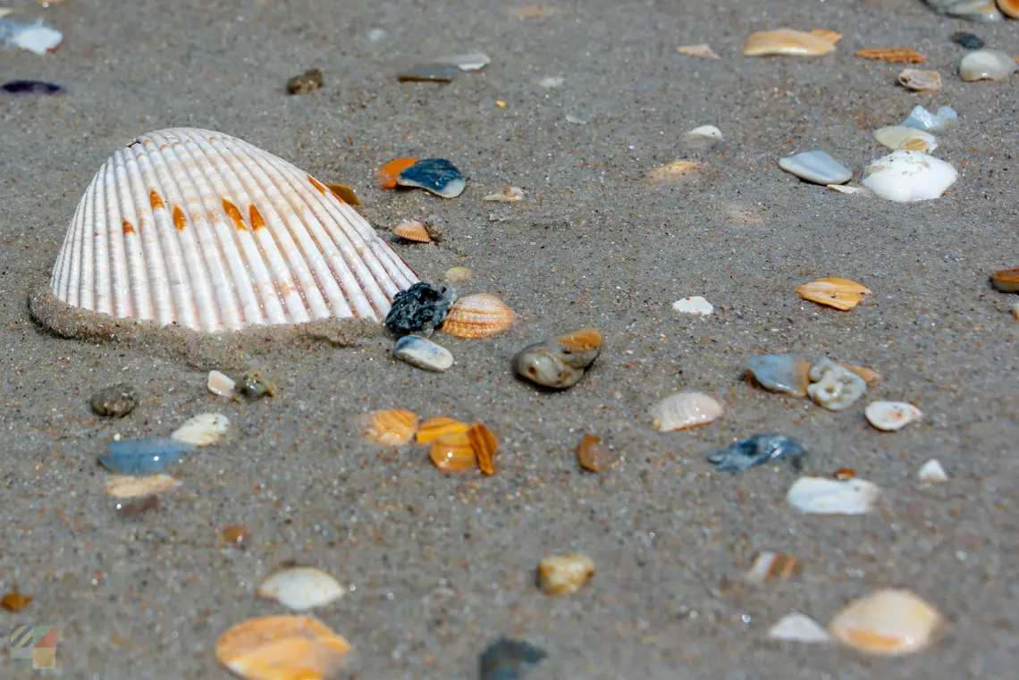 Shackleford Banks shells
