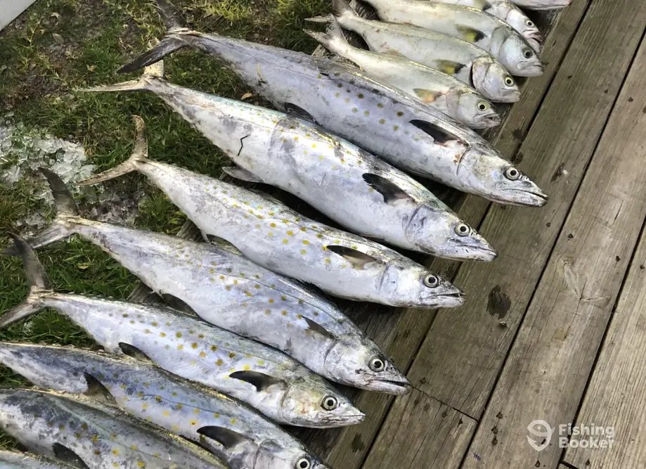 Bogue Banks Fishing Charters charter image 4