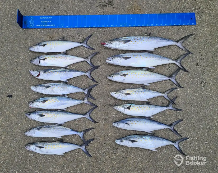 Lizardfish Charters Offshore charter image 5