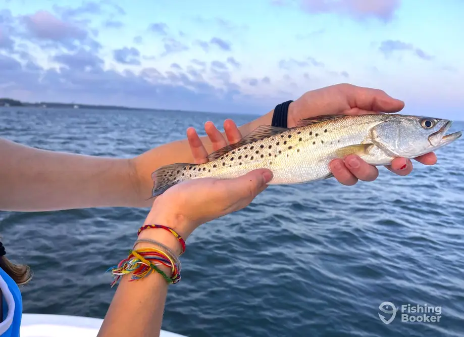 Capt. Brad VanLandingham charter image 5
